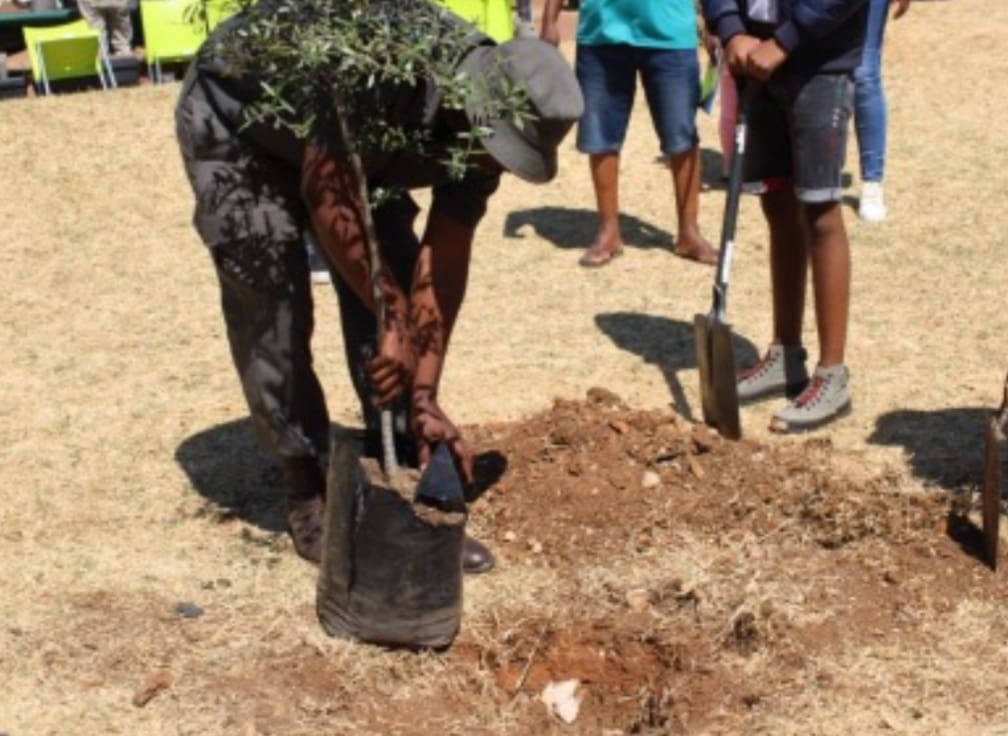 City of Joburg boosts air quality with massive tree planting initiative
