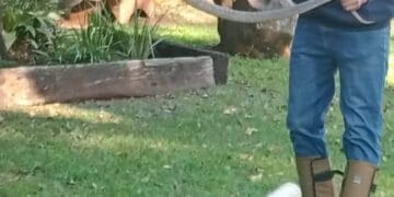 Certified Lenasia South snake handler continues lifesaving rescue efforts
