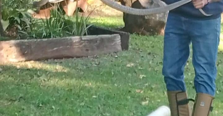 Certified Lenasia South snake handler continues lifesaving rescue efforts